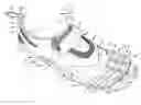 Fig. 01 - Three toed footwear
