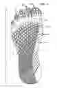 Fig. 05 - Three toed footwear