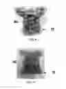 Fig. 12 - METHOD OF PRESERVING CUT FLOWERS