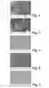 Fig. 02 - Method for producing a coated component of transparent or opaque fused silica