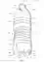 Fig. 02 - Swirl bell bottle with wavy ribs