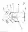 Fig. 13 - Outer garment for carrying a concealed object