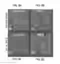 Fig. 05 - Interlayer for device including NFT and cladding layers