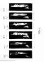 Fig. 02 - METHOD AND APPARATUS FOR THE SEUROP CLASSIFICATION OF THE CONFORMATION OF CARCASSES OF SLAUGHTERED CATTLE