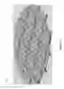 Fig. 15 - Specialized immobilization media