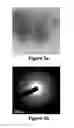 Fig. 06 - FLUID CAPTURE OF NANOPARTICLES