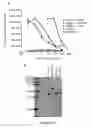 Fig. 20 - ANTIBODIES AGAINST HGF - RECEPTOR AND USES