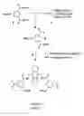 Fig. 06 - Anthracenyl-tetralactam macrocycles and their use in detecting a target saccharide