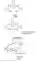 Fig. 07 - Anthracenyl-tetralactam macrocycles and their use in detecting a target saccharide