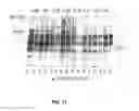 Fig. 10 - CARIES RISK TEST FOR PREDICTING AND ASSESSING THE RISK OF DISEASE