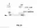 Fig. 20 - CARIES RISK TEST FOR PREDICTING AND ASSESSING THE RISK OF DISEASE