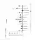 Fig. 35 - NOVEL SURFACE MARKERS FOR ADIPOSE TISSUE