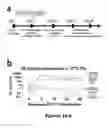 Fig. 02 - Generation of functional and durable endothelial cells from human amniotic fluid-derived cells