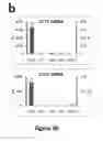 Fig. 07 - Generation of functional and durable endothelial cells from human amniotic fluid-derived cells