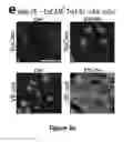 Fig. 09 - Generation of functional and durable endothelial cells from human amniotic fluid-derived cells