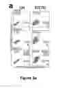 Fig. 10 - Generation of functional and durable endothelial cells from human amniotic fluid-derived cells