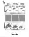 Fig. 11 - Generation of functional and durable endothelial cells from human amniotic fluid-derived cells