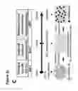 Fig. 12 - Generation of functional and durable endothelial cells from human amniotic fluid-derived cells