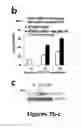 Fig. 25 - Generation of functional and durable endothelial cells from human amniotic fluid-derived cells