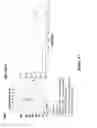 Fig. 07 - N-terminal derivatisation of proteins with polysaccharides