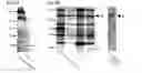 Fig. 06 - Modulating the alternative complement pathway