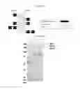 Fig. 02 - Serpin fusion polypeptides and methods of use thereof