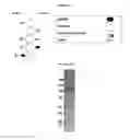 Fig. 09 - Serpin fusion polypeptides and methods of use thereof