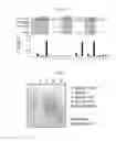 Fig. 07 - VACCINE COMPOSITION FOR PREVENTING STAPHYLLOCOCCUS AUREUS INFECTION