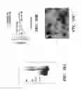 Fig. 11 - Immunotherapy targeting of the shared abnormal conformational state of amyloidogenic peptides/proteins