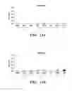 Fig. 12 - Immunotherapy targeting of the shared abnormal conformational state of amyloidogenic peptides/proteins