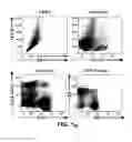 Fig. 02 - BTLA antibodies and uses thereof