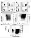 Fig. 07 - BTLA antibodies and uses thereof