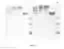 Fig. 06 - Conjugates of biologically active molecules to functionalized polymers