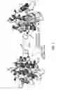 Fig. 05 - Conformation-stabilized TRAP antigens