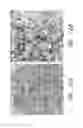 Fig. 08 - Biocompatible substrate for facilitating interconnections between stem cells and target tissues and methods for implanting same