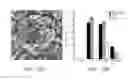 Fig. 09 - Biocompatible substrate for facilitating interconnections between stem cells and target tissues and methods for implanting same