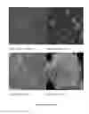 Fig. 05 - Controlled release of biological entities