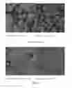 Fig. 08 - Controlled release of biological entities