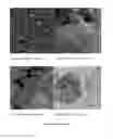 Fig. 17 - Controlled release of biological entities