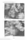Fig. 02 - Wet granulation process and granulate material comprising Arabic gum