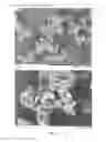 Fig. 04 - Wet granulation process and granulate material comprising Arabic gum