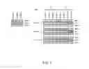 Fig. 08 - Methods for treating a neoplastic disease in a subject using inorganic selenium-containing compounds