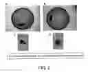 Fig. 03 - METHOD FOR PRODUCING DETOXIFIED LIVER