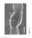 Fig. 13 - Nanofiber ribbons and sheets and fabrication and application thereof