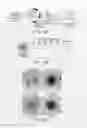 Fig. 25 - DOT1 histone methyltransferases as a target for identifying therapeutic agents for leukemia