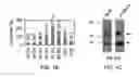 Fig. 03 - METHOD FOR DETERMINING DISEASE SEVERITY IN TAUOPATHY-RELATED NEURODEGENERATIVE DISORDERS