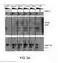 Fig. 09 - METHOD FOR DETERMINING DISEASE SEVERITY IN TAUOPATHY-RELATED NEURODEGENERATIVE DISORDERS