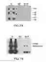 Fig. 17 - METHOD FOR DETERMINING DISEASE SEVERITY IN TAUOPATHY-RELATED NEURODEGENERATIVE DISORDERS