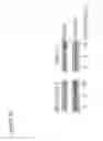 Fig. 23 - BAG3 as biochemical serum and tissue marker