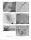 Fig. 14 - Clearing agent and mounting medium for microscopy